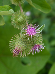 Bardana (Arctium lappa)