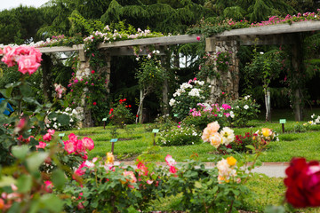 Obraz premium Cervantes Park in Barcelona