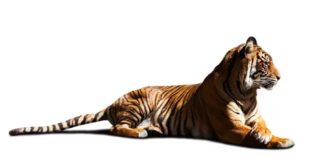 Fototapete Panther Tiger