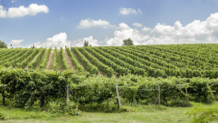 Fototapeta na wymiar Vigneti sulle colline del Chianti in Toscana