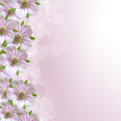 Border of white - pink  flower  on  purple - white background
