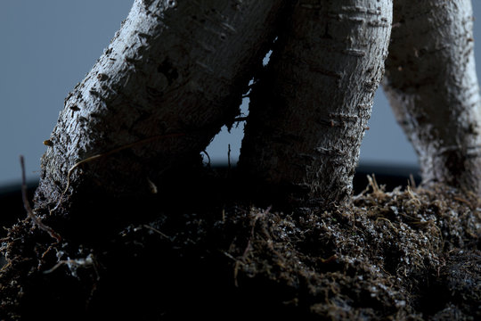 Roots