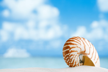 nautilus shell on white Florida beach sand under the sun light