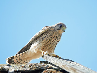 Common Kestrel (Falco tinnunculus)