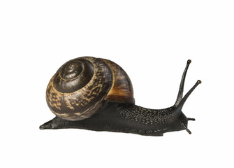 Schnecke