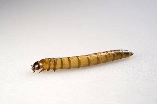 Mehlwurm