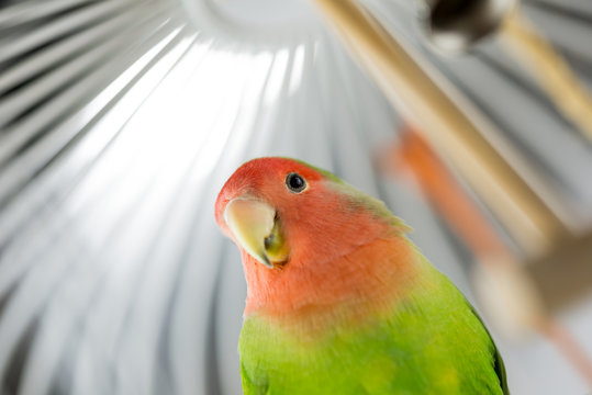 Fototapeta Rosy Faced Lovebird in a cage