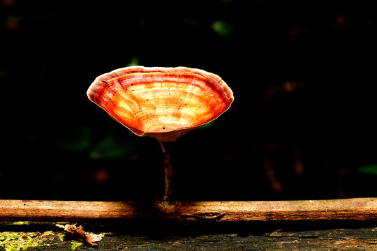 buetiful  mushroom forest
