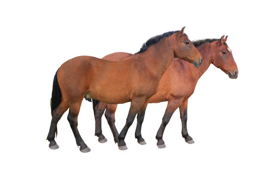two horse