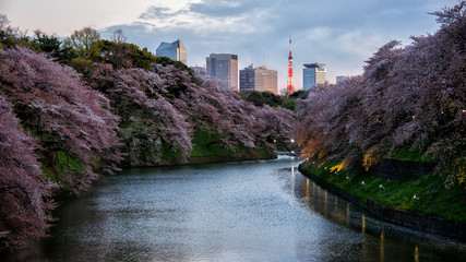 cherry blossom park in spring shidorigafuji tokyo