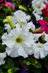 Petunia hybrid
