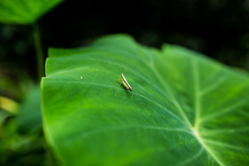 Green grasshopper holding on green leaf.