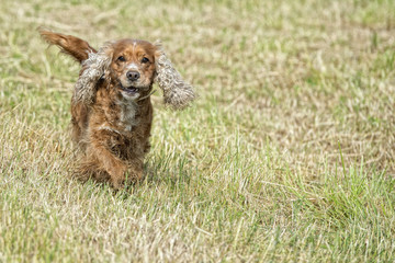 Happy Dog English cocker spaniel while running to you