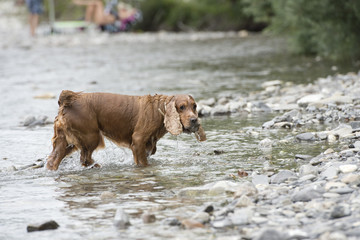 Happy Dog English cocker spaniel while running to you