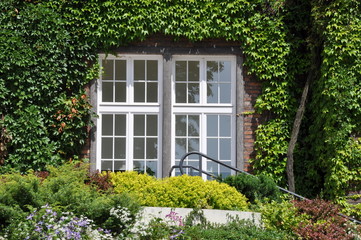 Fototapeta na wymiar Wall with window covered with green ivy in the garden