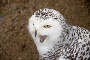 Close portrait of snowy owl