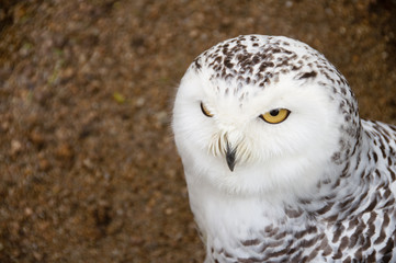 Close portrait of snowy owl