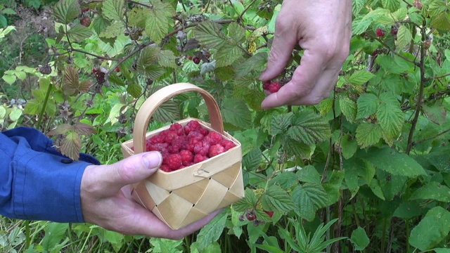 gardener in farm picking wild ripe raspberries