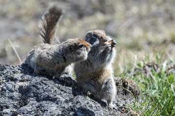 Two cute ground squirrel