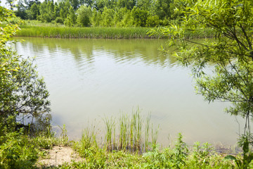 Obraz premium Forest Lake