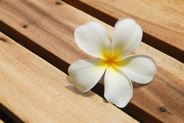 Frangipani on wood texture