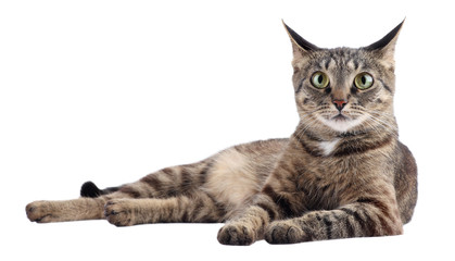 Cat isolated on white background.