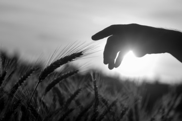 Person stretching out to touch an ear of wheat