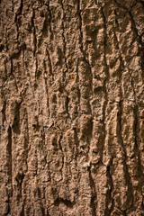 Obraz premium Bark Tree texture background