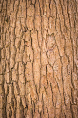 Bark Tree texture background