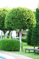 Beautiful tree at park