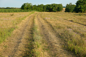 Fototapeta premium Way in field