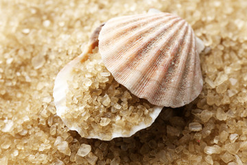 Sea salt and seashell,  close up