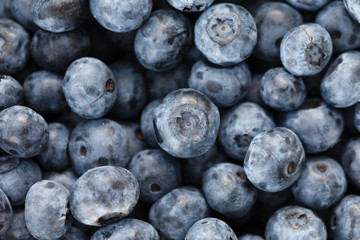 fresh blueberry