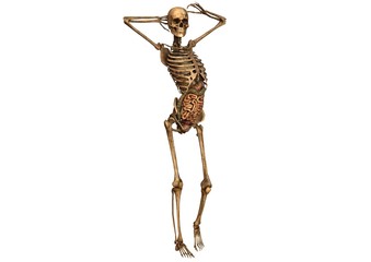 human skeleton with detailed anatomy organs