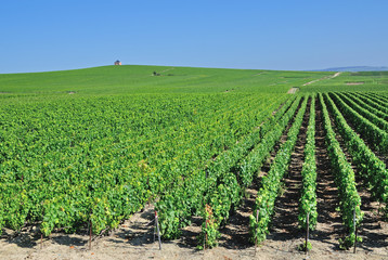 Fototapeta na wymiar Weinlandschaft in der Champagne bei Epernay