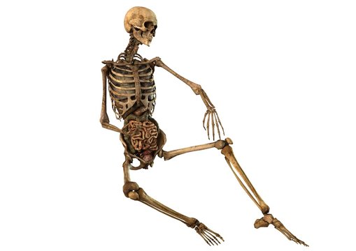 human skeleton with detailed anatomy organs