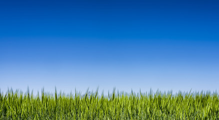 Fototapeta na wymiar Grass field under a clear blue sky