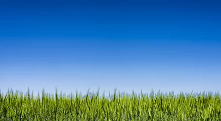 Foto op Plexiglas Grass field under a clear blue sky © dfikar
