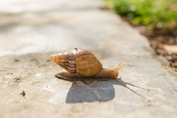 Snail crawling on the ground.