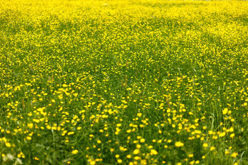 Fototapeta premium field with yellow flowers in the sunny day