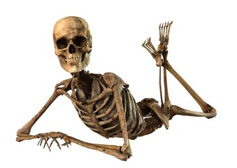 human skeleton with detailed anatomy organs