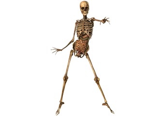 female skeleton with detailed anatomy organs