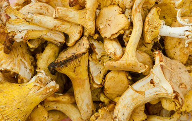 close-up of chanterelle mushrooms