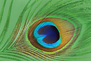Naklejka premium Close up of colorful peacock feather for texture and background