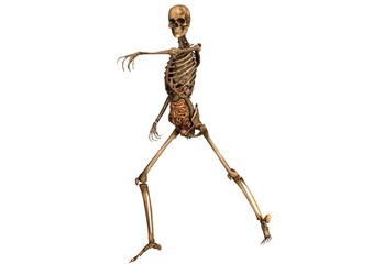 female skeleton with detailed anatomy organs