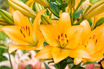 Fototapeta na wymiar Orange Garden lily