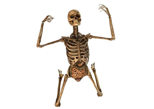female skeleton with detailed anatomy organs