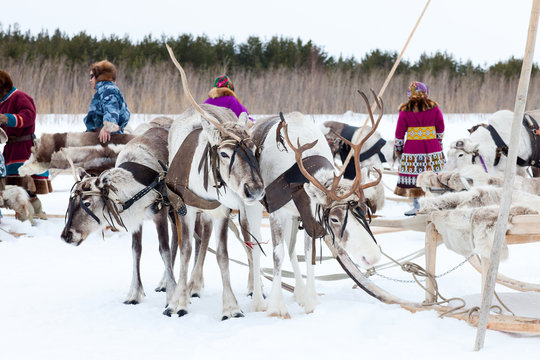 Herders and their reindeer during the trip
