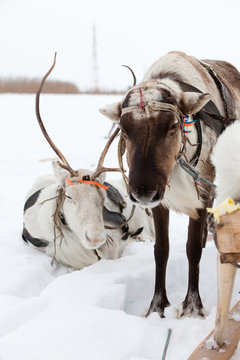 Reindeers on the snow
