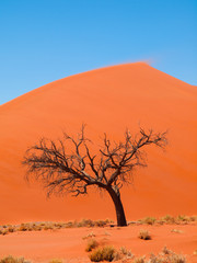 Fototapeta na wymiar Acacia tree in front of Dune 45 in Namid desert